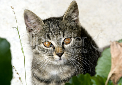 Close up portrait of domestic cat with brown eyes