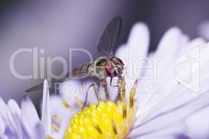 Purple flowers with fly
