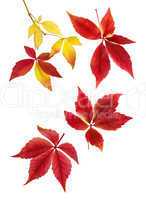 Harmonisches Arrangement aus Herbstblättern