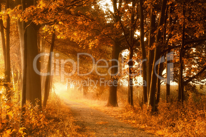 Wanderweg in goldener Herbstsonne und Nebel