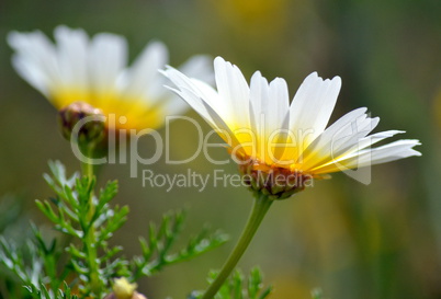 Spring daisies