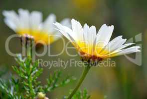 Spring daisies