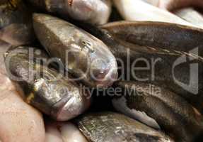 Fresh fish in the market