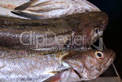 Fresh fish in the market