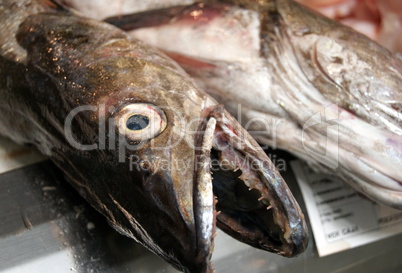 fresh fish in the market fresh fish in the market