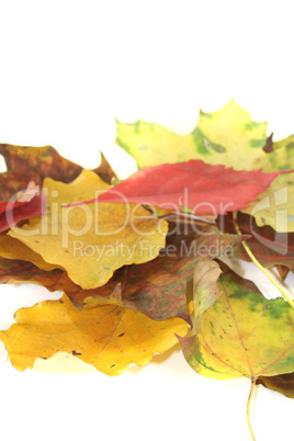 dekorative Herbstblätter