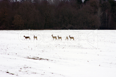 Rehe am Waldrand