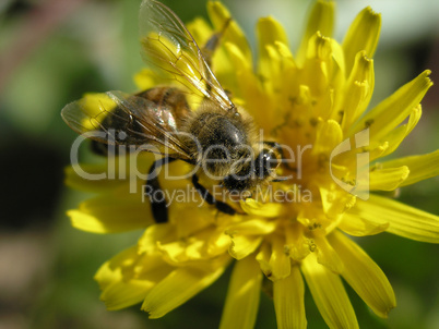 Bee on the flower