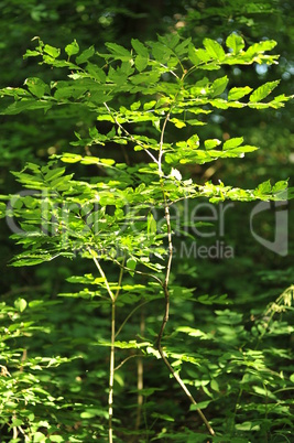 Green leaves