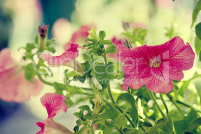 beautiful red flowerses