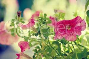 beautiful red flowerses