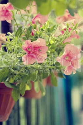 decorative flowerses in pot