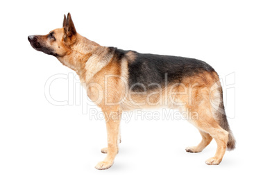 German shepherd