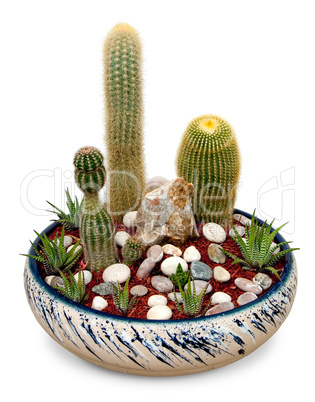 Cactus in a pot