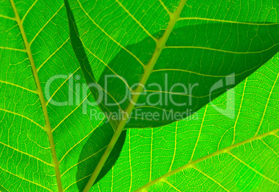 Walnut leafs detail