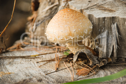 Mushroom