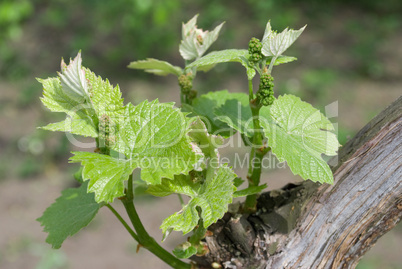 Young grapes in wineyards