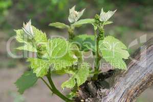 Young grapes in wineyards