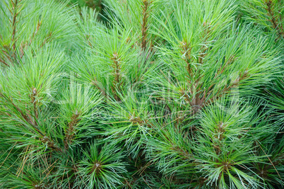 Brightly green prickly branches of a fur-tree or pine