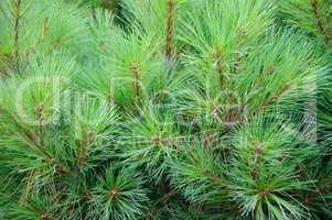 Brightly green prickly branches of a fur-tree or pine