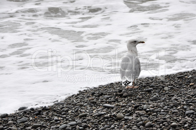 Seagull on the beach