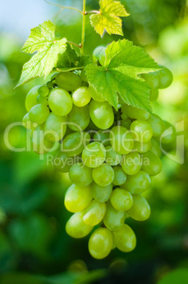 Green grapes