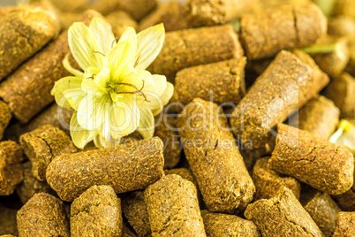 Hopfenpellets mit Hopfenblüte Hopfenpellets mit Hopfenblüte