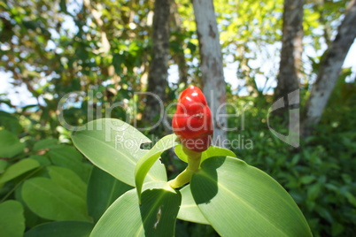 Costa Rica