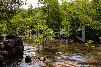 mangroven in thailand, mangroves in thailand