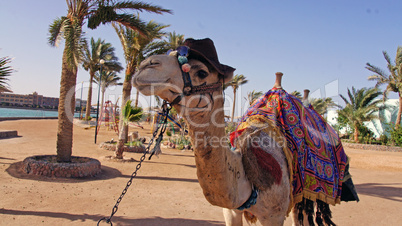 camel in hurghada