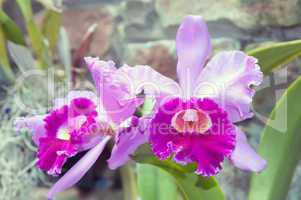 beautiful purple orchid - phalaenopsis
