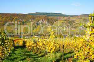 weinberge bei burg an der mosel