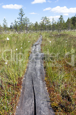 wooden path walkway