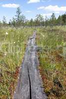 wooden path walkway