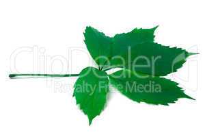 Green virginia creeper leaf
