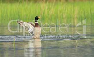 Male mallard duck shaking wings