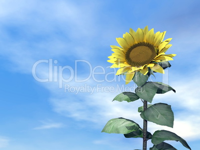 Sunflower and sky - 3D render