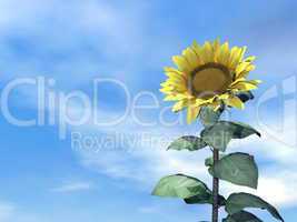 Sunflower and sky - 3D render