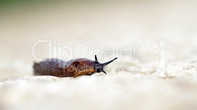 Slug on the ground