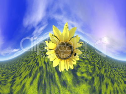 Sunflower and sky - 3D render