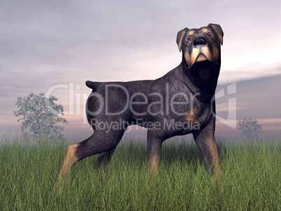 Rottweiller dog - 3D render