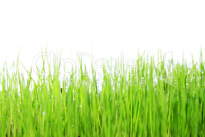 Gras