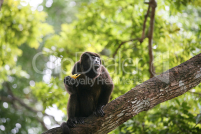 ateles geoffroyi vellerosus spider monkey in panama eating banan