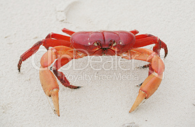 red land crab, cardisoma crassum, in the sand