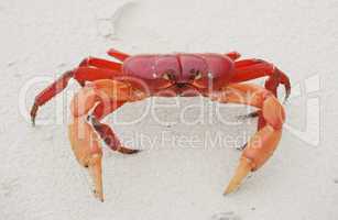 red land crab, cardisoma crassum, in the sand