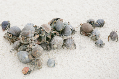 hermit crab on the beach
