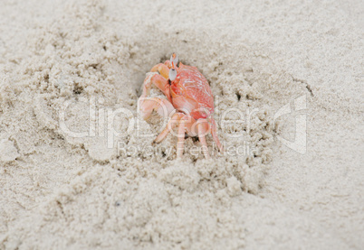 ghost crab in the sand