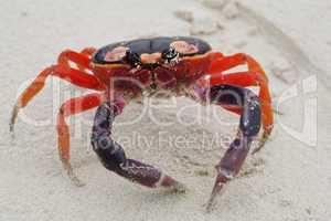 macro shot of halloween crab in the sand