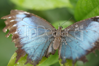 macro shot of  blue morpho butterfly perched on a leaf.  focus o