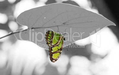 malachite (siproeta stelenes) butterfly perched on leaf.